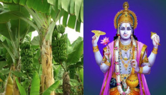 Banana-Tree-Puja-Thursday-