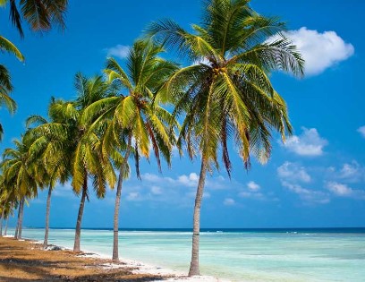 Kavaratti Island For Coconut Mangroves